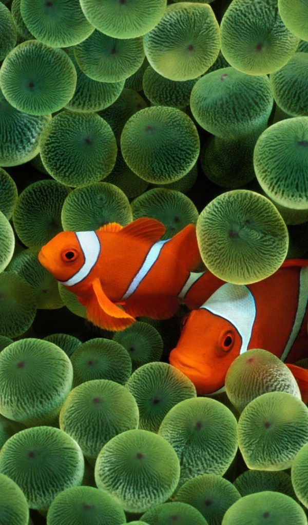 Две рыбки среди икры