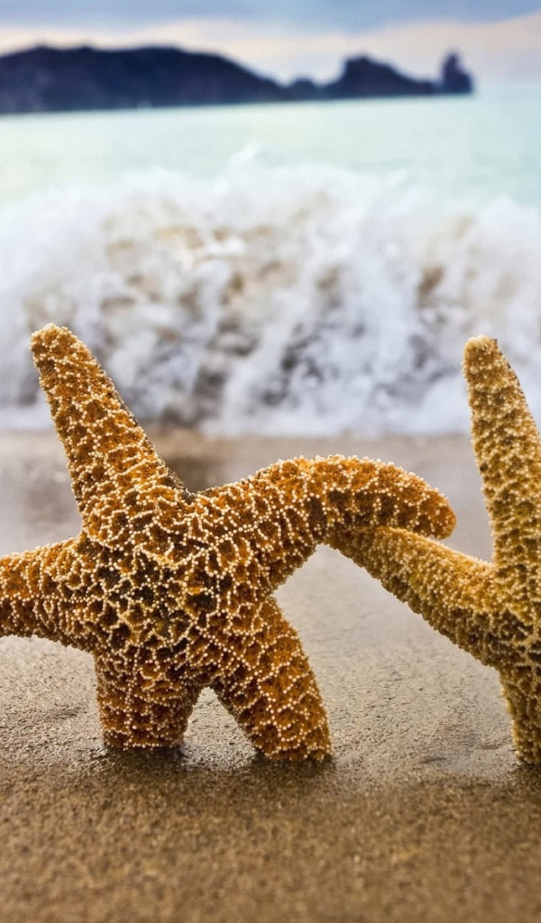 Две морские звезды в песке пляжа