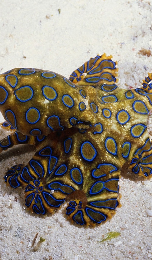 Необычное создание на морском песке