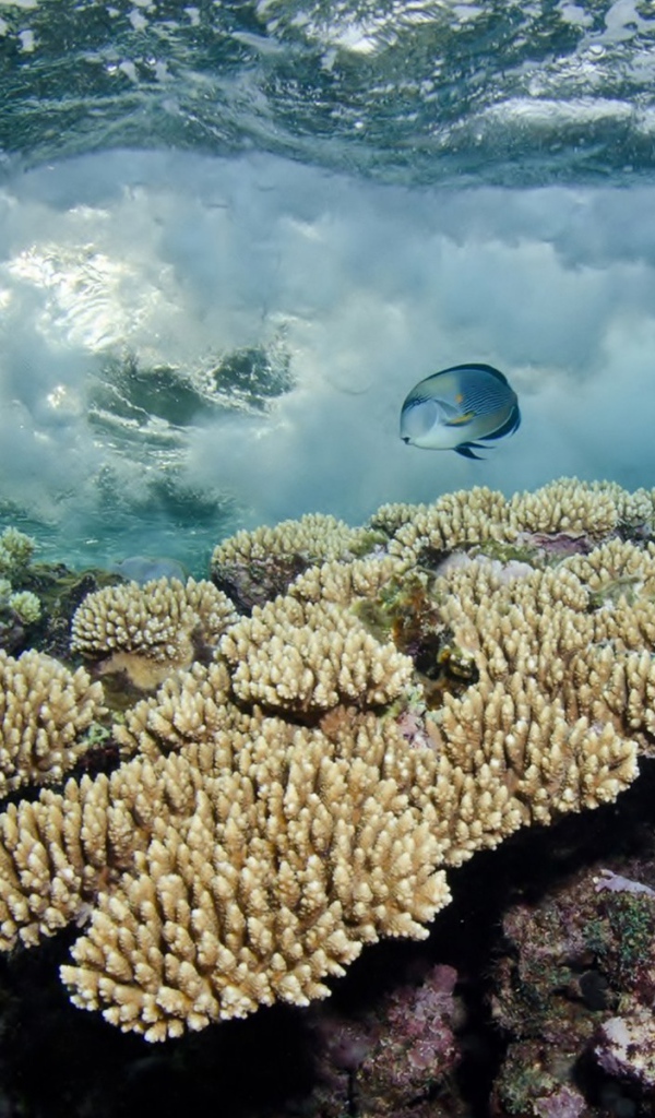 Белые кораллы под водой