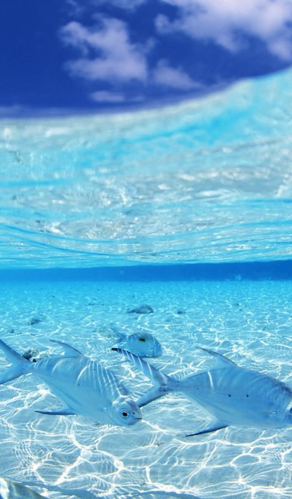 Белые рыбы на мелководье