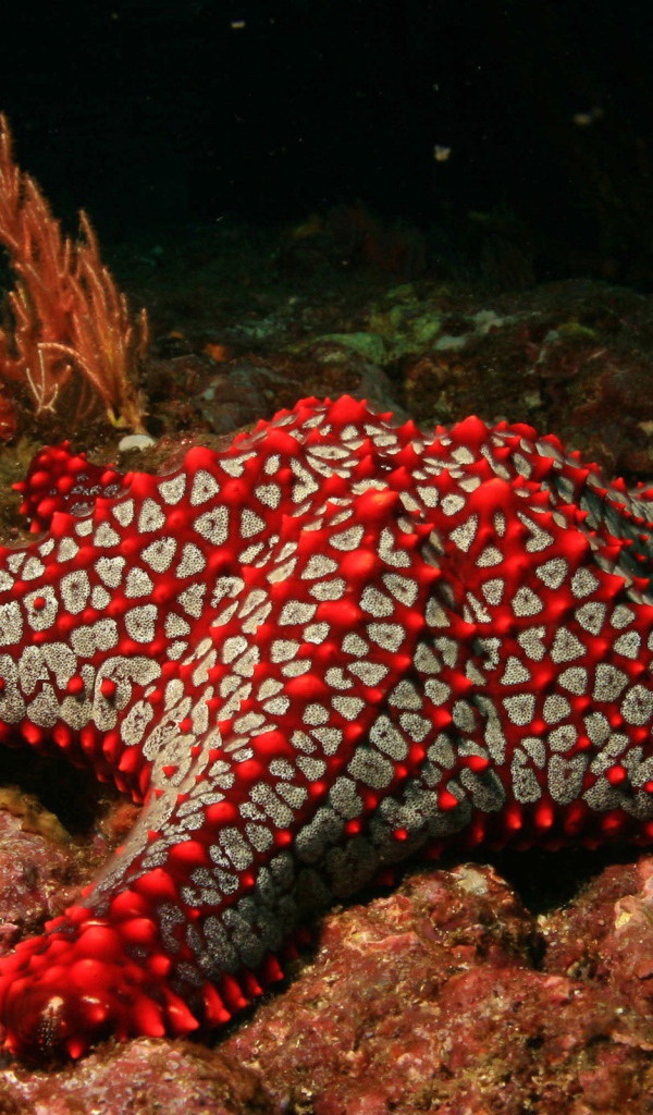 Бело красная морская звезда