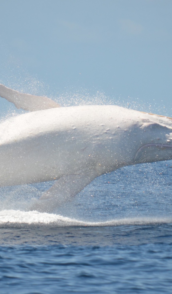 Белый кит в море