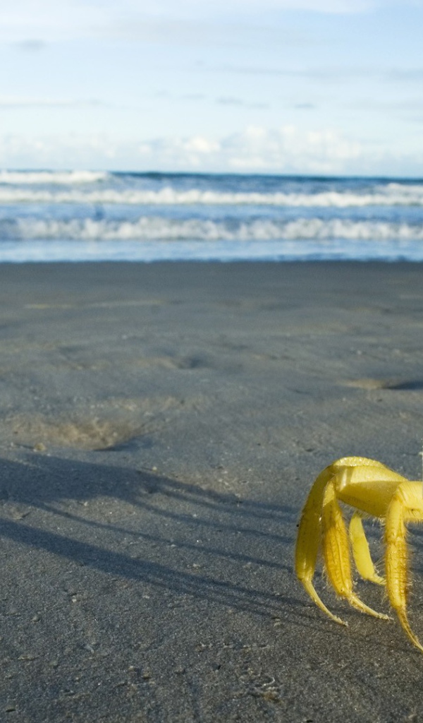 Желтый краб на берегу моря