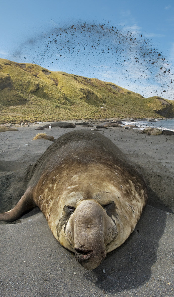 Животное закапывается в песок