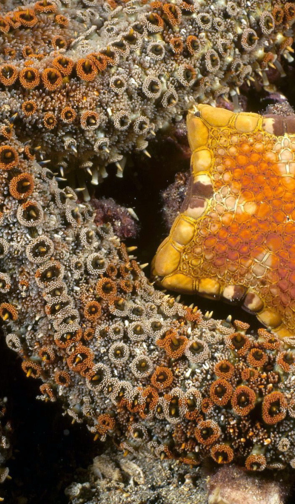 Осьминог и морская звезда