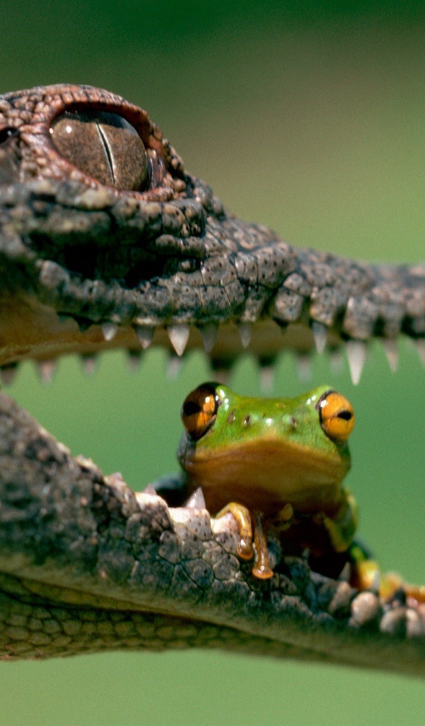 Лягушка сидит в пасти крокодила
