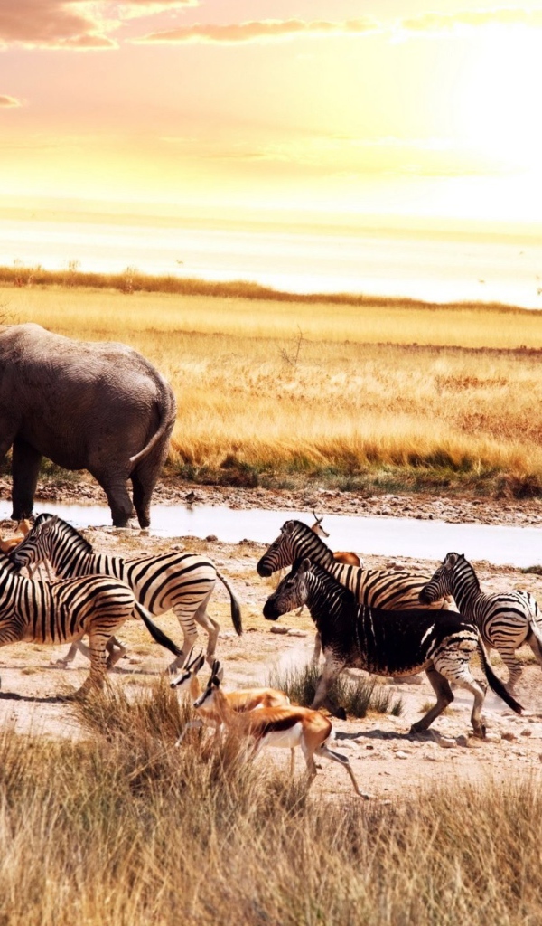 Животные в саванне Африки