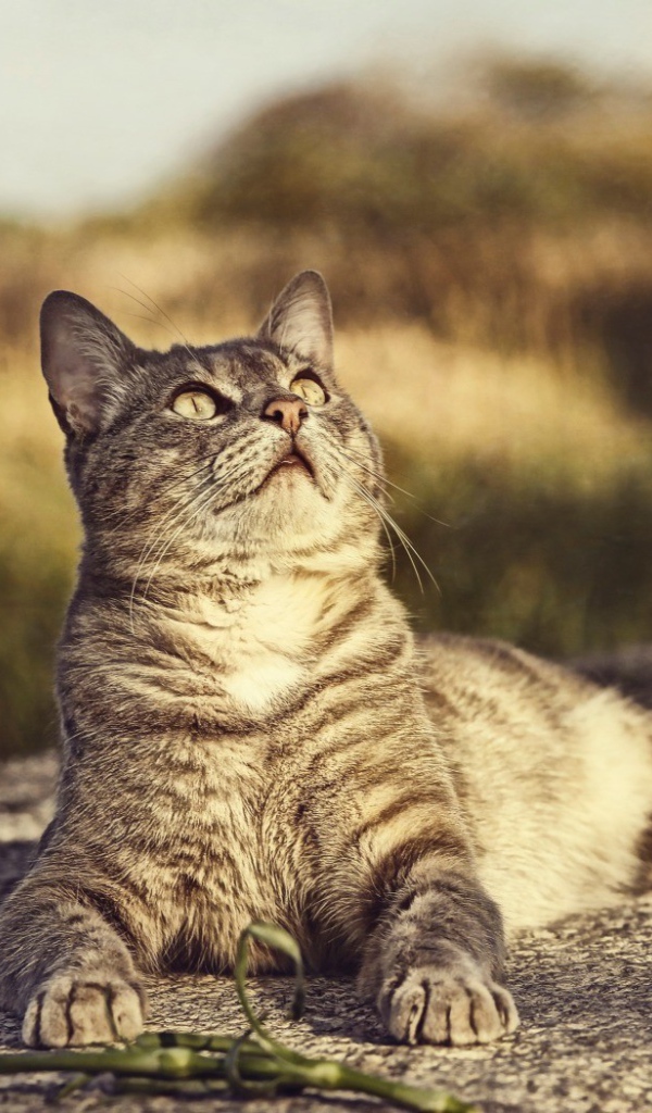 Птица и кот смотрят вверх