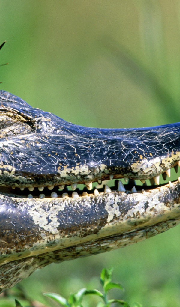 Бабочки на голове крокодила