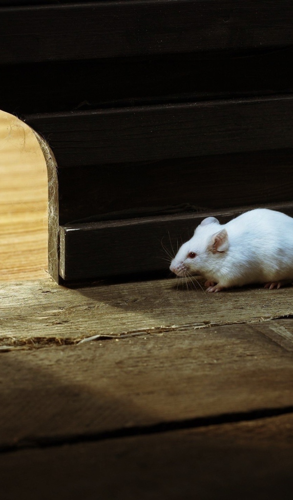 Кот охотится на белых мышей