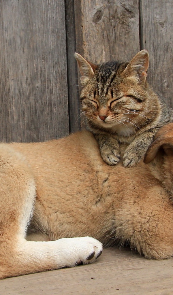 Кот спит на щенке большой собаки