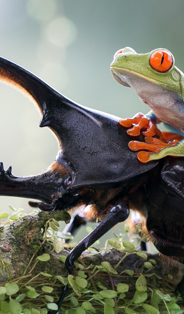 Лягушка верхом на рогатом жуке