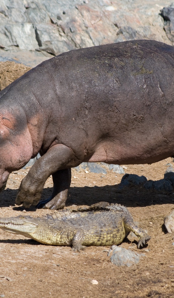 Бегемот и маленький крокодил