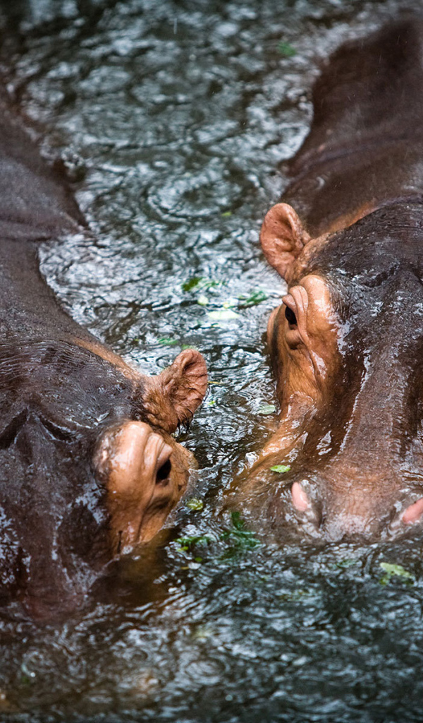 Hippos in the water