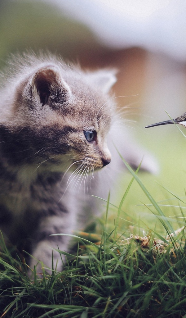 Колибри и котенок в траве