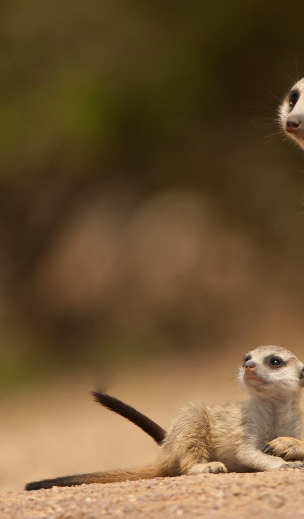 Сурки смотрят на стрекозу