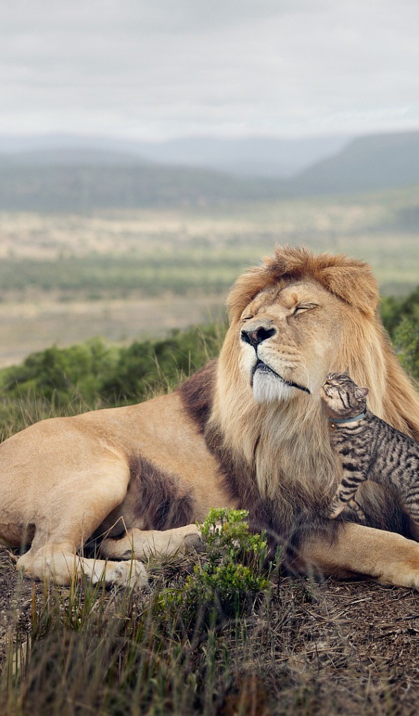 Кот оцелот ласкается ко льву