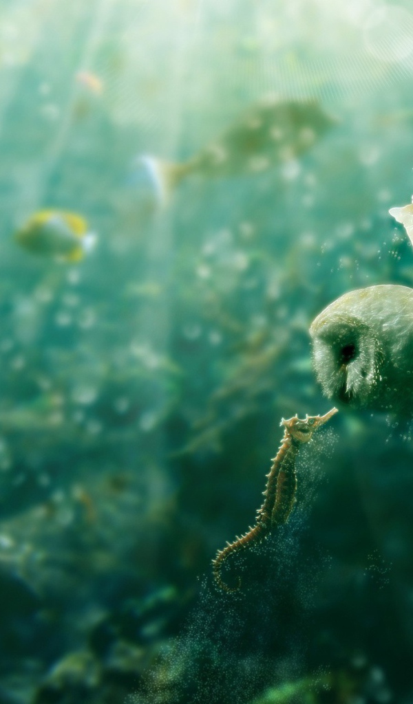 Owl and seahorse under water