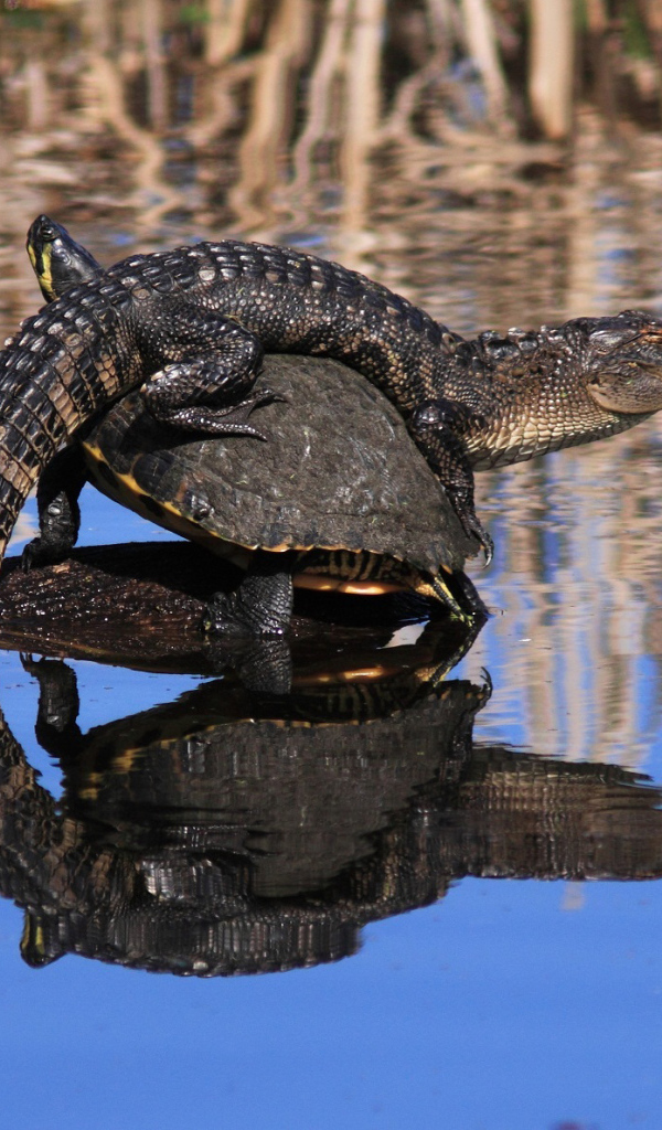 Маленький крокодил верхом не черепахе