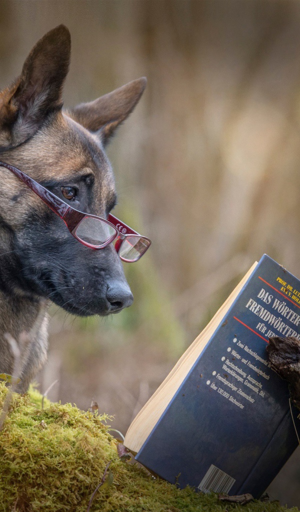 Собака и сова читают книгу