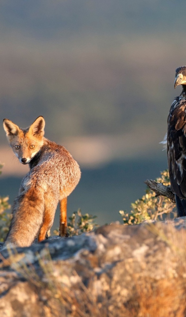 Орел и лиса на охоте