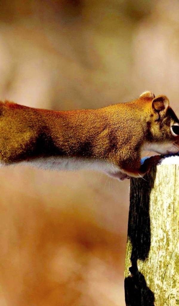 Синица и белка делят ягоды