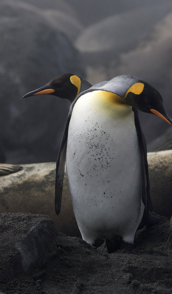 Два пингвина и морж