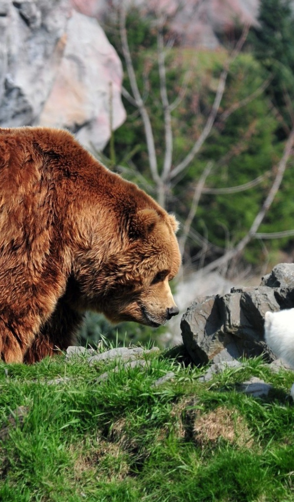 Белая лиса и медведь