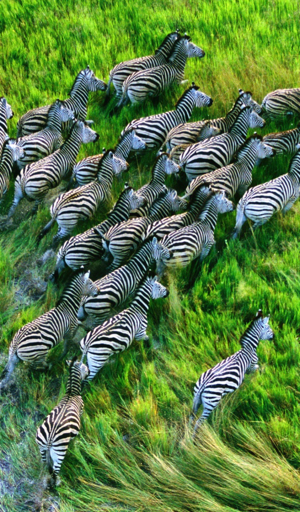 Стадо зебр бежит по траве