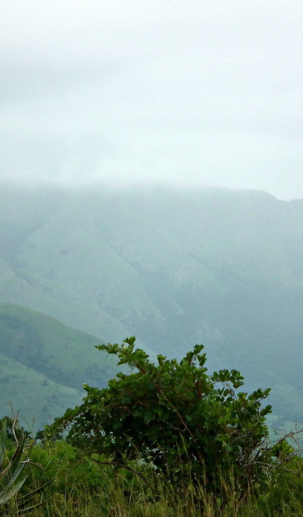 Пара жирафов на природе