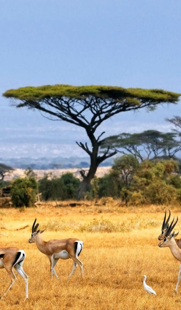 Стадо антилоп на пастбище