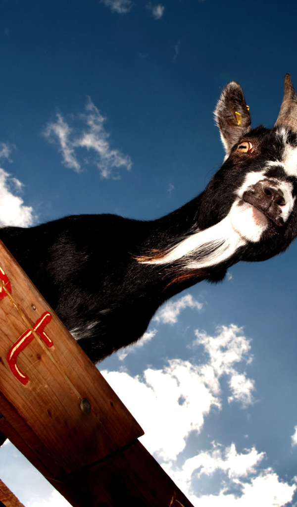 Черный козел