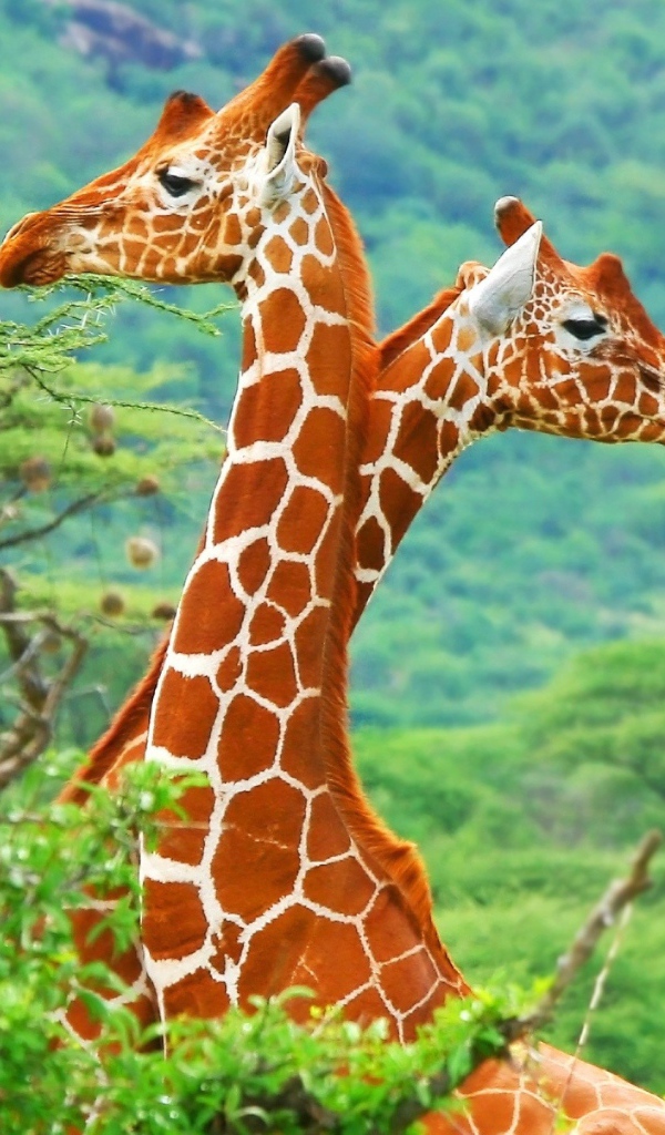 Яркие жирафы в зарослях