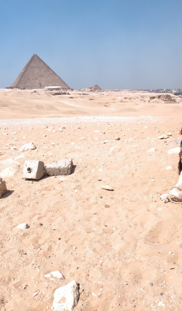 Верблюд отдыхает в Египетской пустыне