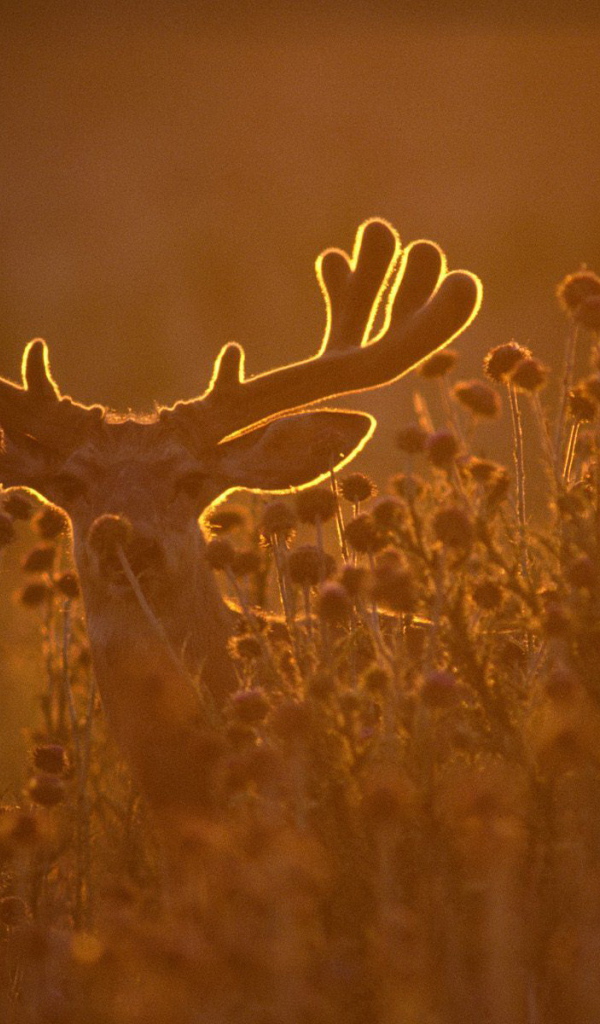 Олень в лучах заката