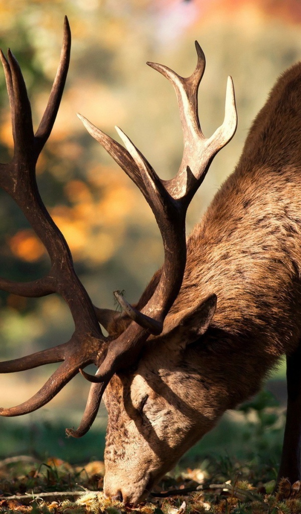 Олень кушает траву