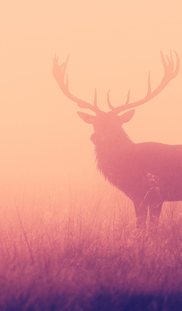 Олень в розовом тумане