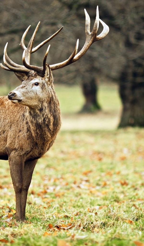 Олень в осеннем лесу