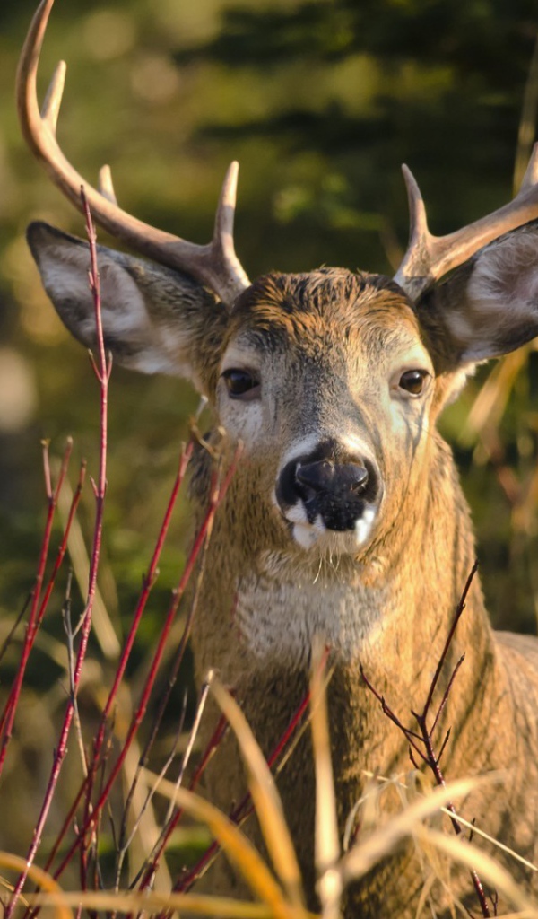 Олень лежит в траве