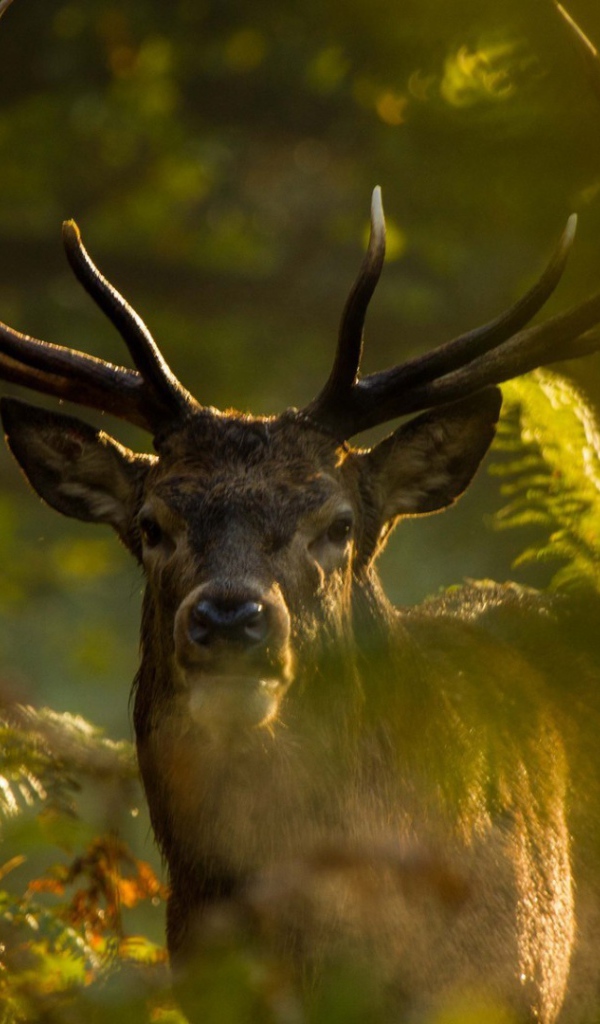 Олень стоит позади зеленых веток