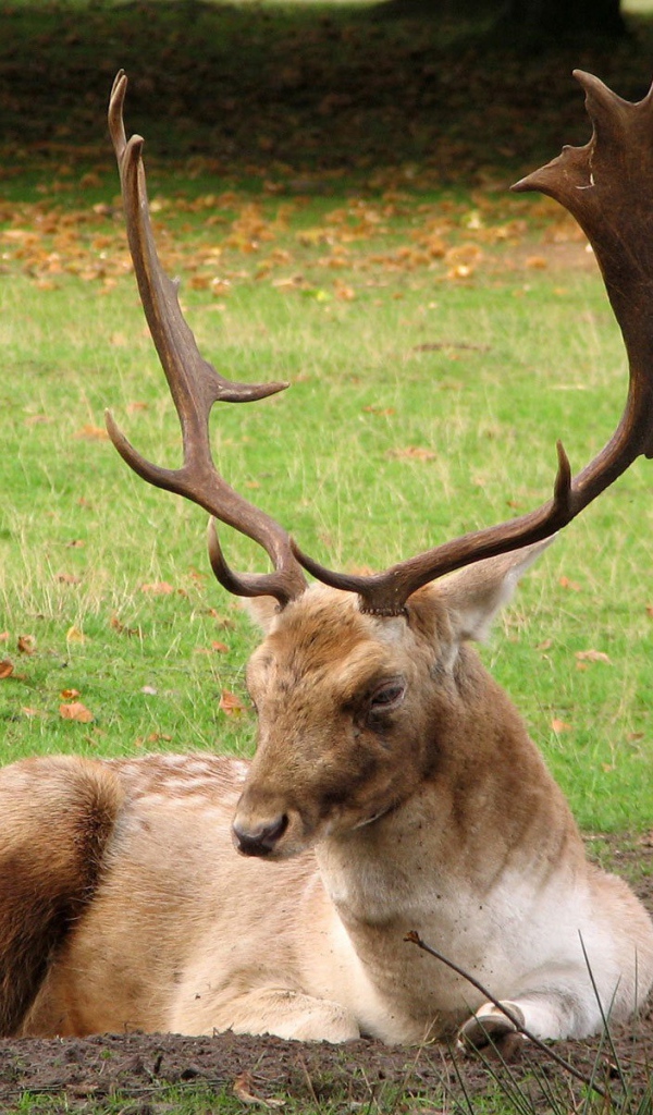 Олень с большими рогами лежит на земле