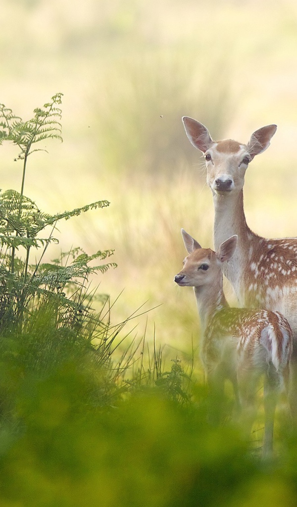 Олениха с детенышем в зарослях