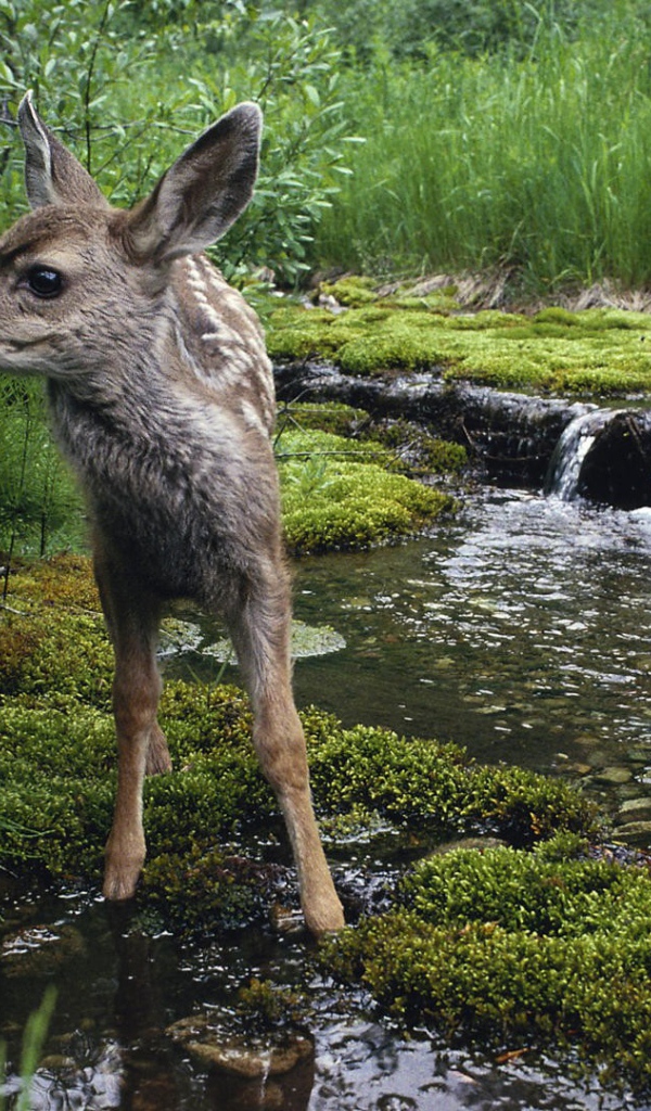 Олененок на водопое
