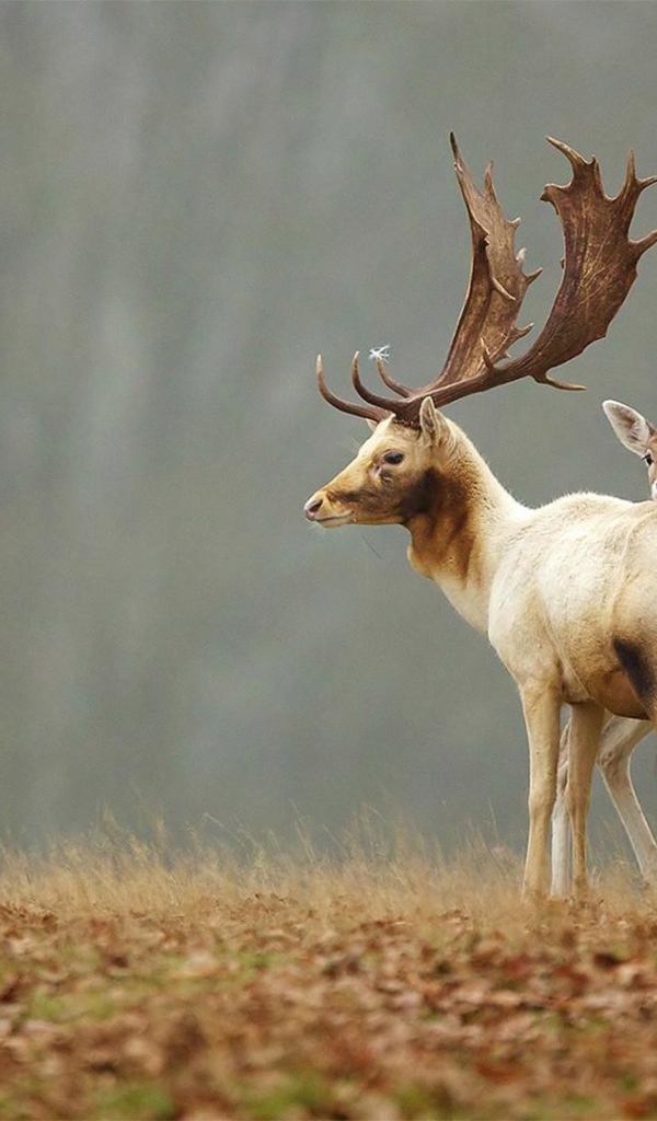 Олененок прячется за мамой