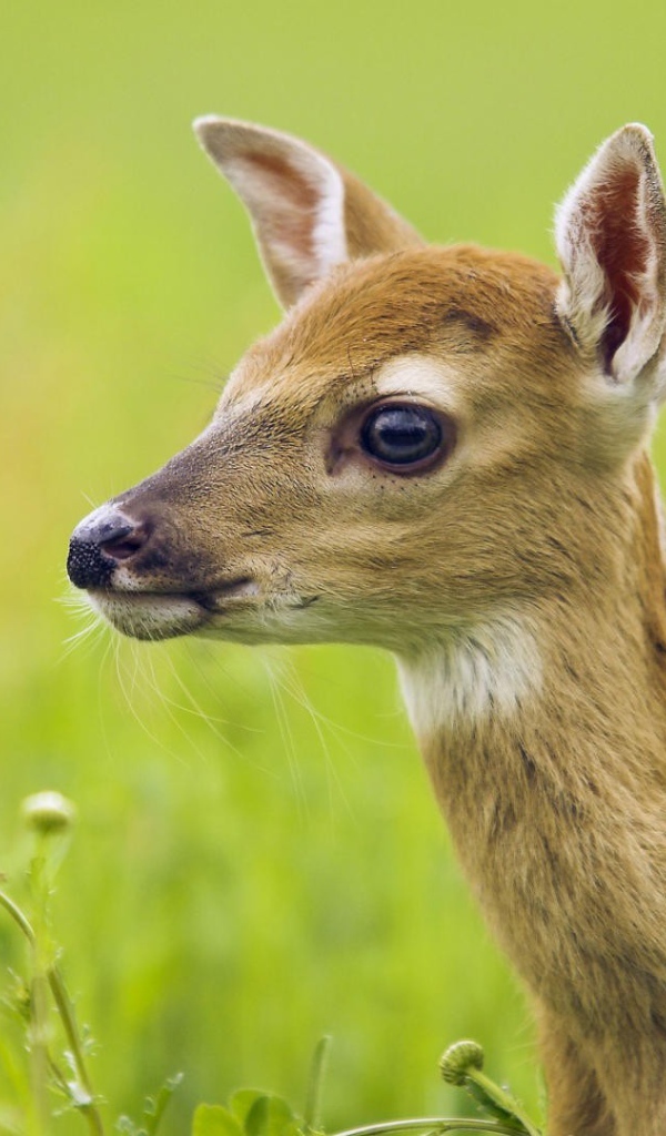 Олененок у цветка