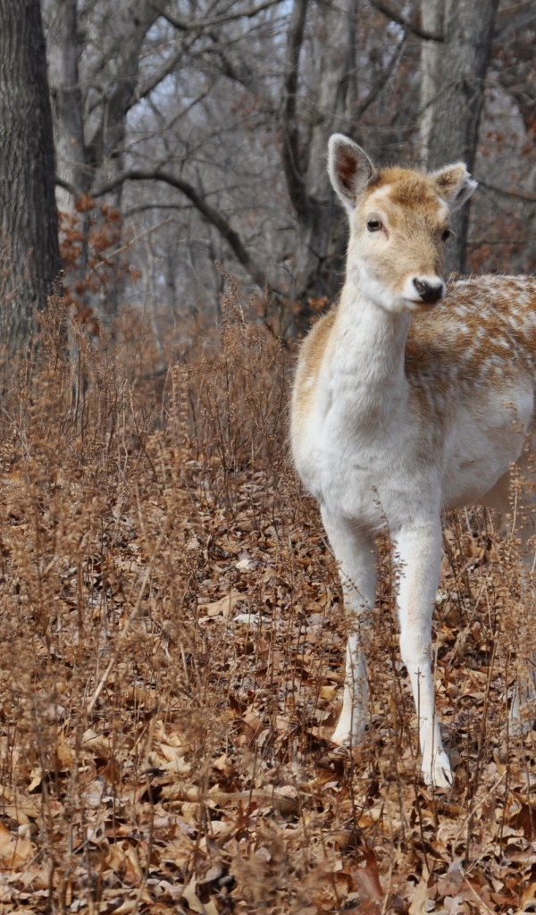 Олененок в осеннем лесу