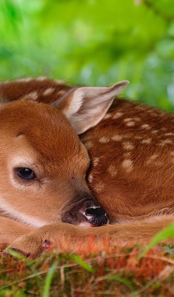 Олененок лежит на траве