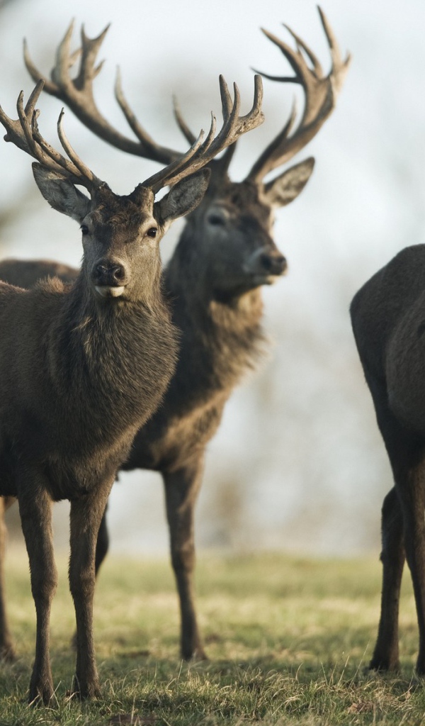 Четыре гордых оленя