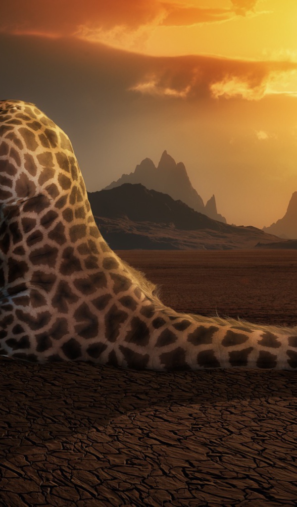Жираф пьет воду в пустыне
